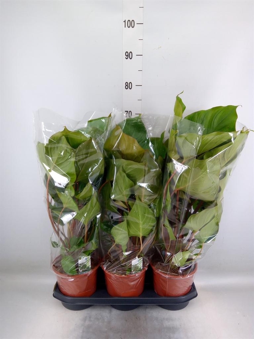 <h4>Homalomena rubescens 'Maggy'</h4>