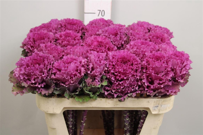 <h4>Brass Empire Boika</h4>