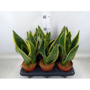 Sansevieria trifa. 'Futura Superba'