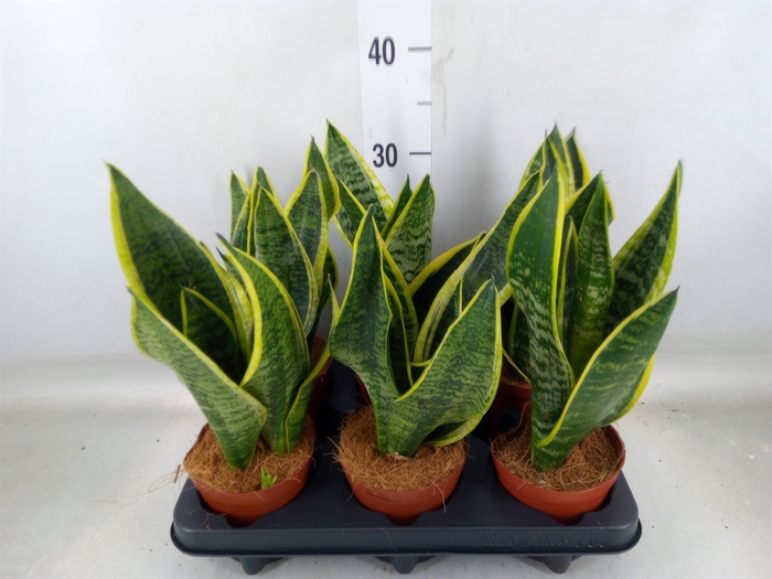 <h4>Sansevieria trifa. 'Futura Superba'</h4>