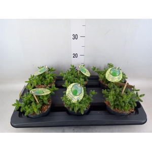 Delosperma echinatum