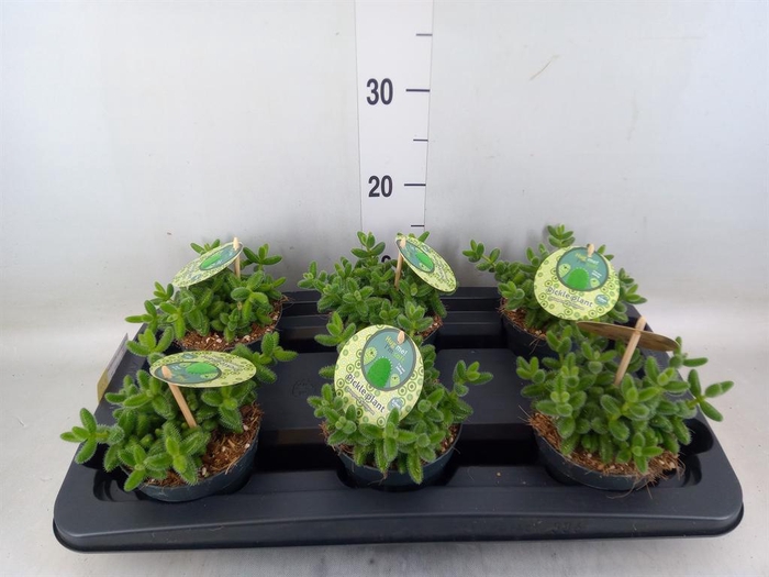 <h4>Delosperma echinatum</h4>