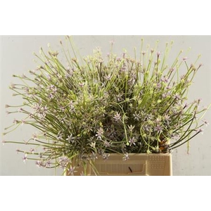 Allium Schubertii