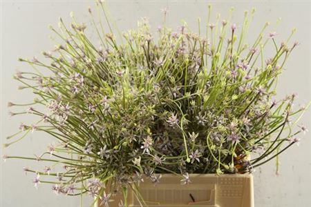 <h4>Allium Schubertii</h4>