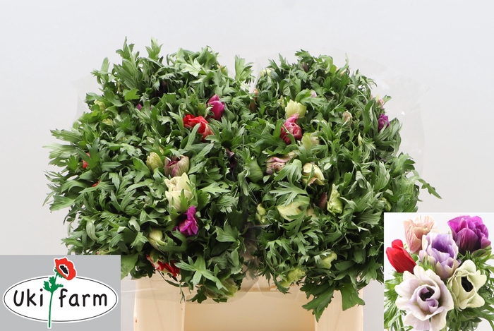 <h4>ANEM CO GALIL PASTEL</h4>