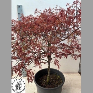 ACER PA GARNET