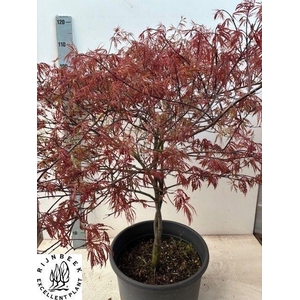ACER PA GARNET