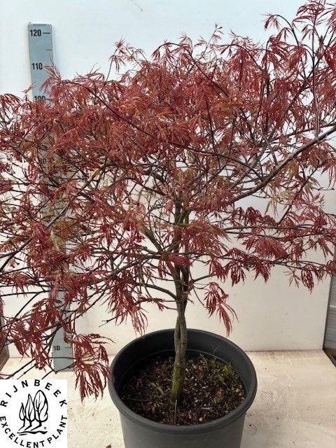 <h4>ACER PA GARNET</h4>