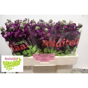 MATTH ANYT PURPLE