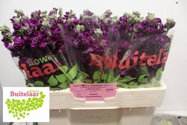 <h4>MATTH ANYT PURPLE</h4>