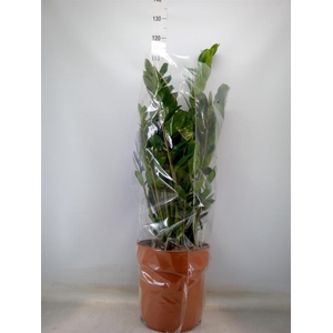 Zamioculcas zamiifolia