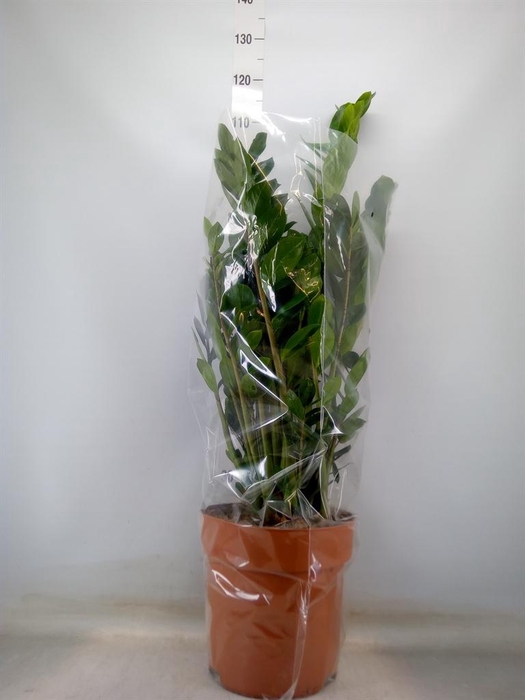 <h4>Zamioculcas zamiifolia</h4>
