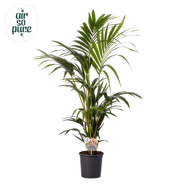 <h4>KENTIA - P21 H120 - 6PP - Air So Pure (Howea forsteriana)</h4>