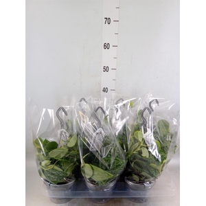 Scindapsus pictus 'Argyraeus'