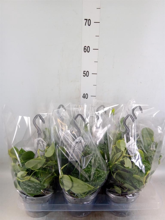 <h4>Scindapsus pictus 'Argyraeus'</h4>