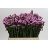 Limonium Rosella Sun Birds