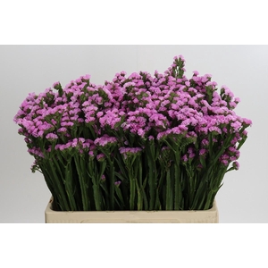 Limonium Rosella Sun Birds