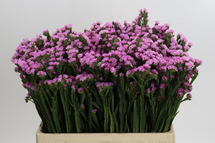 <h4>Limonium Rosella Sun Birds</h4>