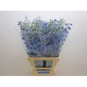 DELPH DU TRIT D BLUE