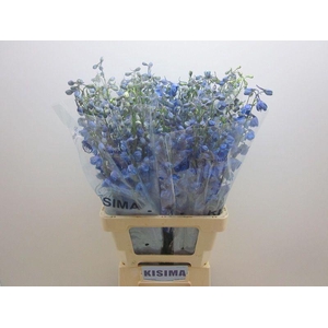 DELPH DU TRIT D BLUE