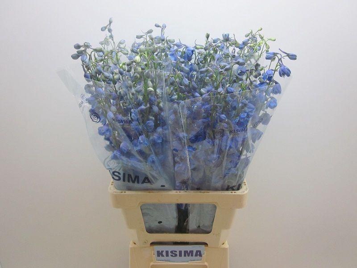 <h4>DELPH DU TRIT D BLUE</h4>