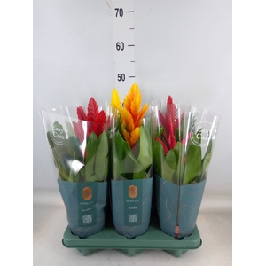 Vriesea   ...mix
