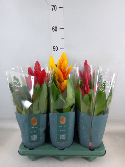 <h4>Vriesea   ...mix</h4>