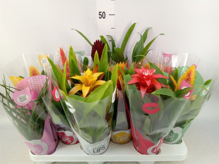 <h4>Bromelia   ...mix</h4>