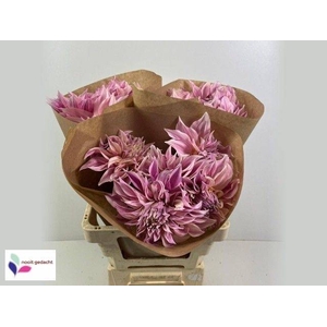 Dahlia cafe au lait