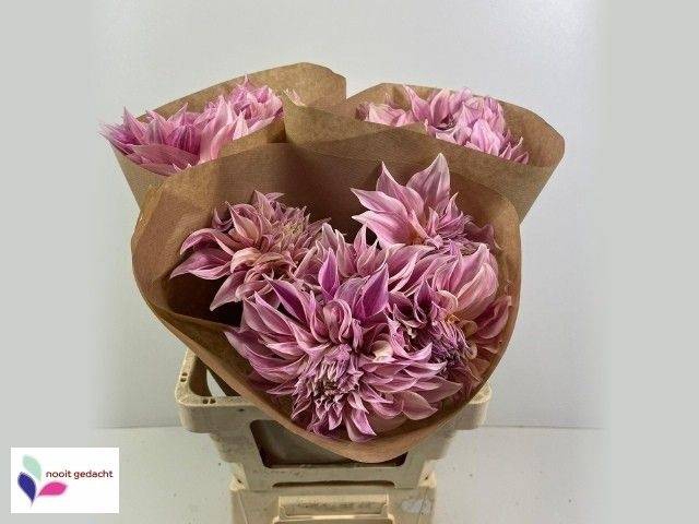 <h4>Dahlia cafe au lait</h4>