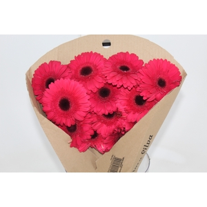 GERBERA INTENSE < 50 CM DIAM > 10 CM PINK