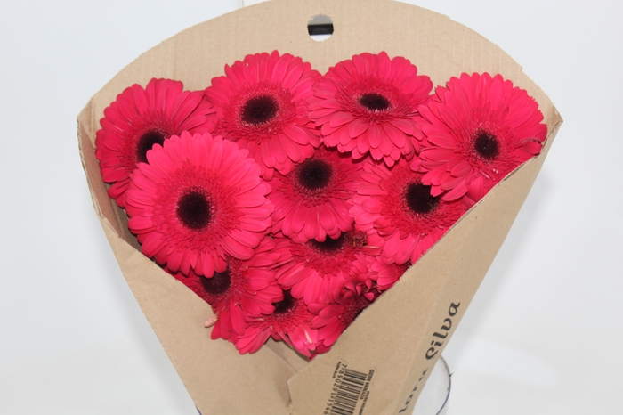 <h4>GERBERA INTENSE < 50 CM DIAM > 10 CM PINK</h4>