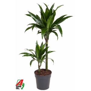 Dracaena Janet Craig 45-15