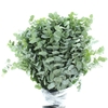 EUCA CINEREA LONG 200GRAMS ALBENGA