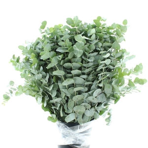 Euca Cinerea Long 200grams