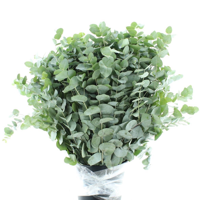 <h4>Euca Cinerea Long 200grams</h4>