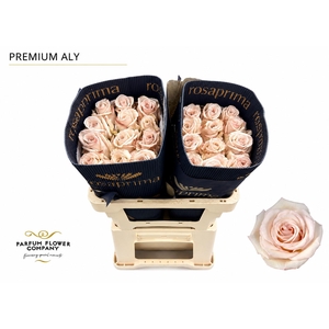 Rosa Premium Aly