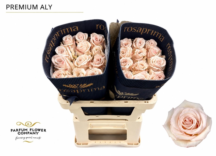 <h4>Rosa Premium Aly</h4>