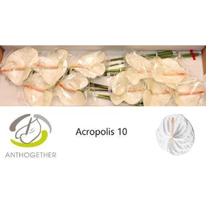 Anth. andr. 'Acropolis' x10