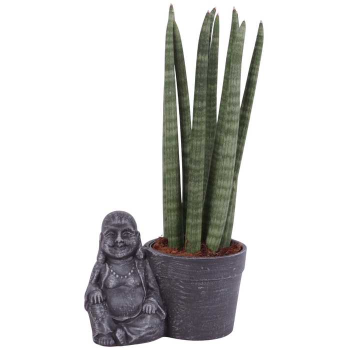 <h4>Sansevieria Cylindrica Straight 10 Leaf in Ceramic Buddha Ø21cm</h4>
