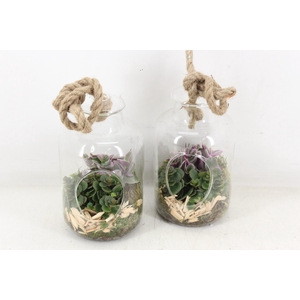 arr3 SN - Glasvaas touw x6