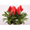 Vriesea Cathy P rood Cathy