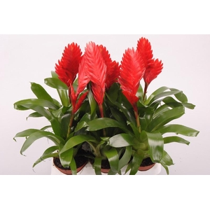 Vriesea Cathy P rood Cathy