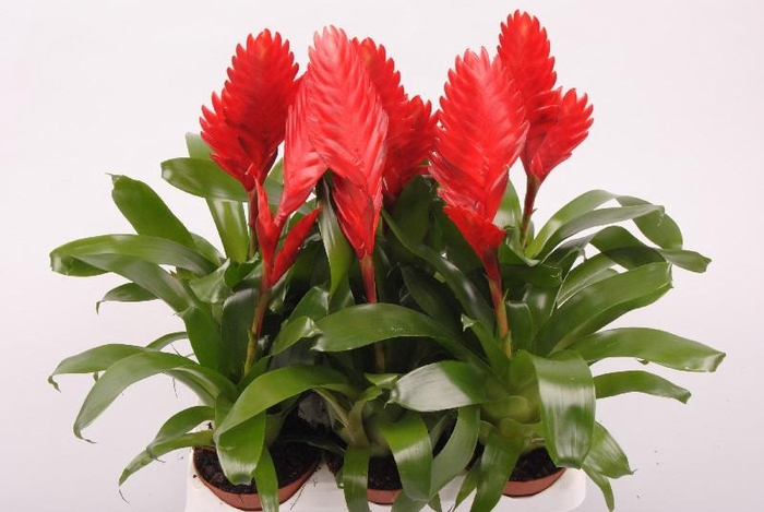 <h4>Vriesea Cathy P rood Cathy</h4>