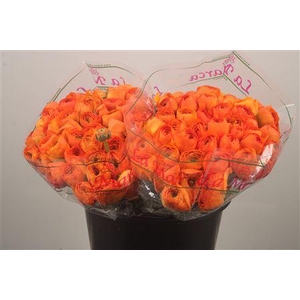 Ran. Su Lambada Sec X50