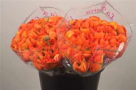 <h4>Ran. Su Lambada Sec X50</h4>