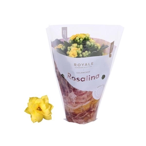 Kalanchoe Rosalina 07cm Royale Amarillo geel