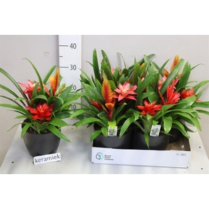 BROMELIA GEM 3 SRT