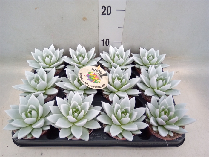 <h4>Echeveria  'Miranda'</h4>