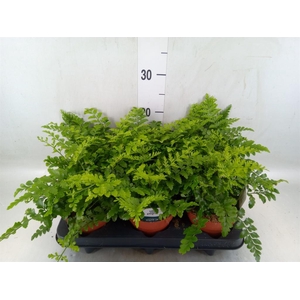 Asplenium  'Parvati'